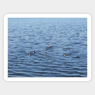 Ducks on the Water Surface Sticker